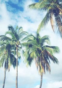 palm tree