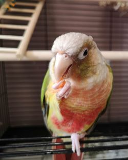 Close-up of parrot in cage