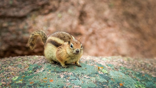 Close-up of squirrel