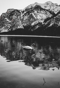 Birds swimming in lake