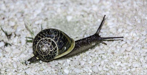 Close-up of snail