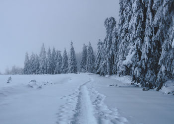 Trees on snow covered land against sky