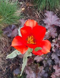 Close-up of red poppy flower