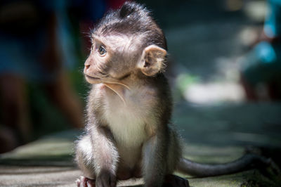 Close-up of young sitting looking away outdoors