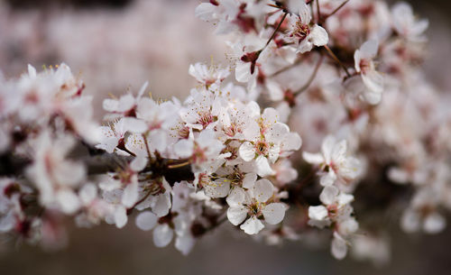 Close-up of cherry blossoms