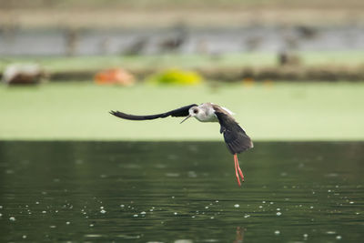 Bird flying over lake