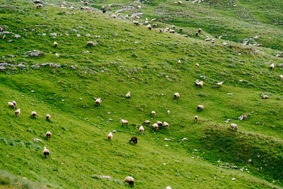 Flock of sheep grazing in a field