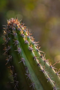 Close-up of succulent plant