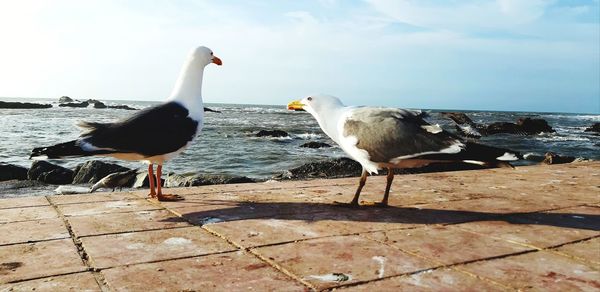 Seagull perching on a beach