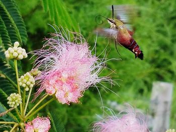 Close-up of flowers against blurred background