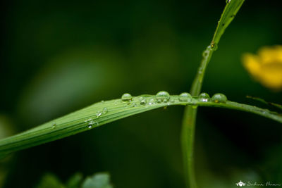 Close-up of water drops on leaf