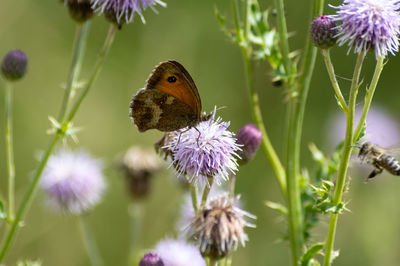 Close-up of butterfly pollinating on purple flower