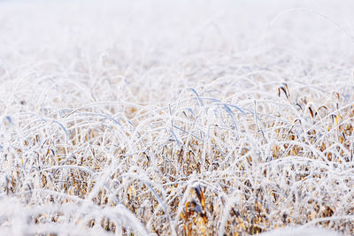 Close-up of frozen plants on land