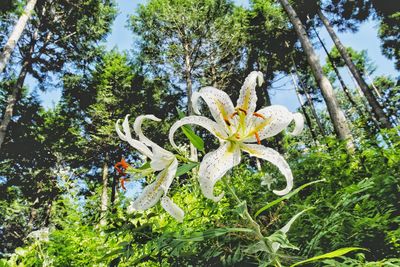 Low angle view of flower tree