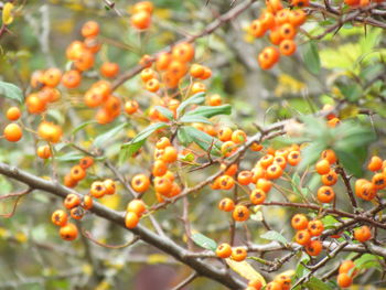 Close-up of orange berries on tree