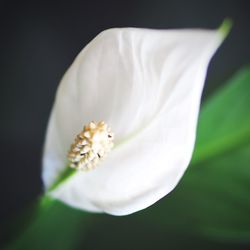 Close-up of white flowers