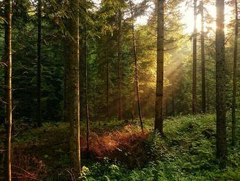 Trees in forest during sunset