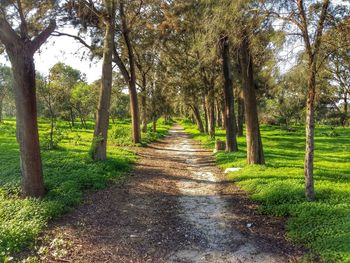 Dirt road amidst trees