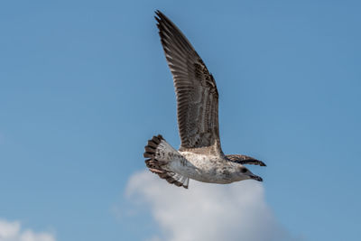 Low angle view of eagle flying against clear sky