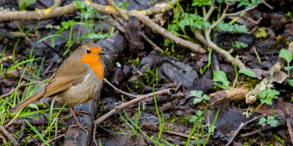 Bird perching on a tree