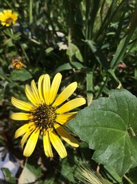 Close-up of yellow flower