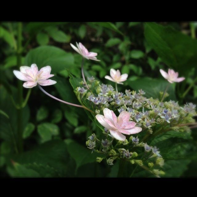 flower, freshness, petal, transfer print, fragility, growth, flower head, beauty in nature, nature, blooming, auto post production filter, close-up, plant, white color, focus on foreground, in bloom, blossom, leaf, stem, selective focus