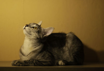 Close-up of a cat looking away