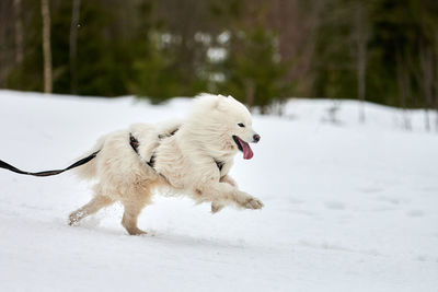 Running samoyed dog on sled dog racing. winter dog sport sled team competition. samoyed in harness