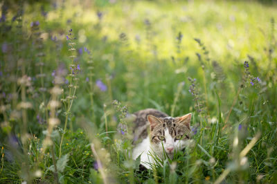 Portrait of cat relaxing on grass