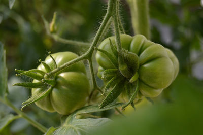 Close-up of fresh green plant