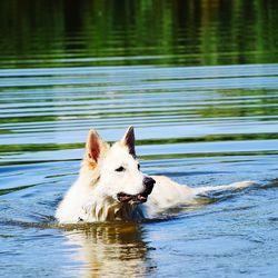 Dog looking away in lake