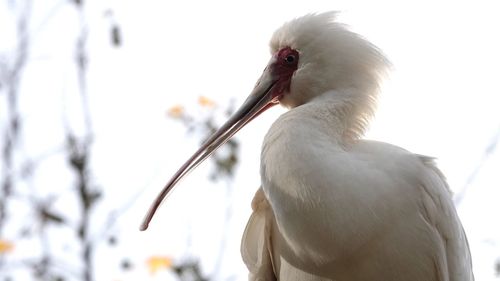 Close-up of bird perching on a branch