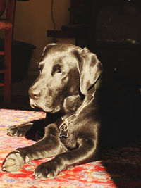 View of dog resting on bed at home