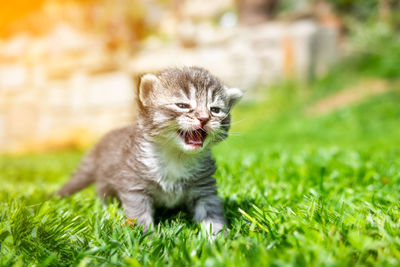 Portrait of kitten in a field