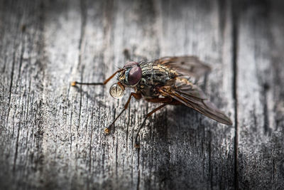 Close-up of a housefly