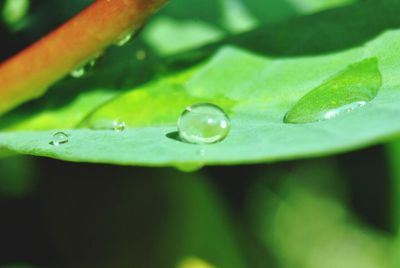 Close-up of water drops on leaf