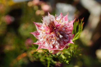 Close-up of pink flowering plant leaves