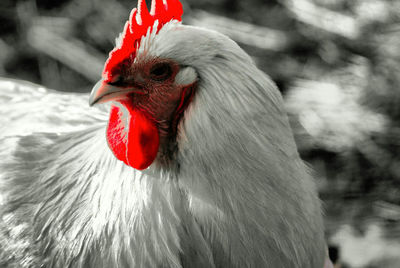 Close-up of a bird