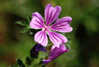 Close-up of purple flower blooming outdoors