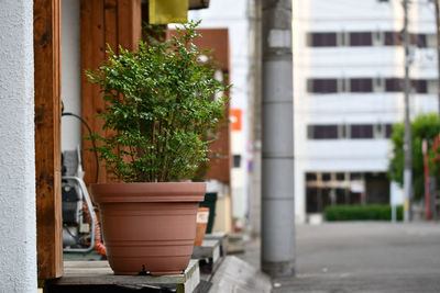 Potted plants on street by building