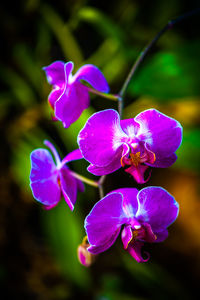 Close-up of flowers blooming outdoors