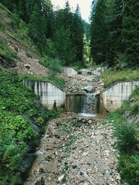 Arch bridge over river amidst trees in forest