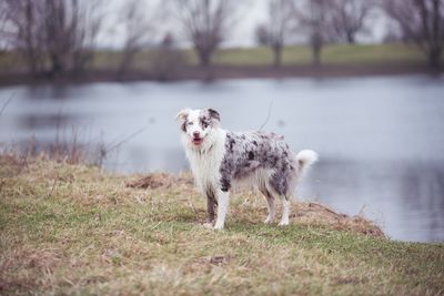 Dog standing on field by lake