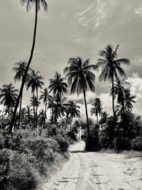 Palm trees on road against sky