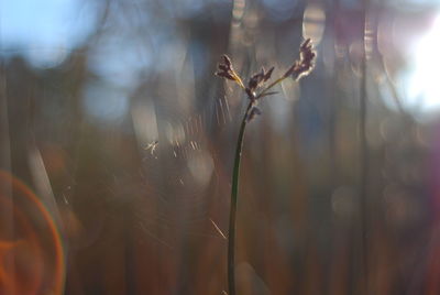 Close-up of dry leaf on plant