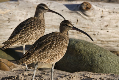 Close-up of birds on the land