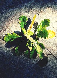 High angle view of plant