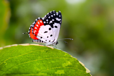 Close-up of butterfly on plant