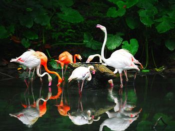 Ducks in a lake