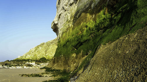 Low angle view of tree against clear sky